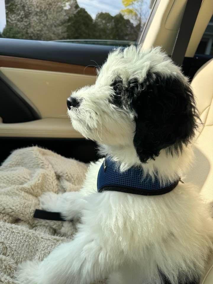 Going for a bang trim 💇‍♂️. Elliott can’t see anything while he’s driving😆🚘🐶