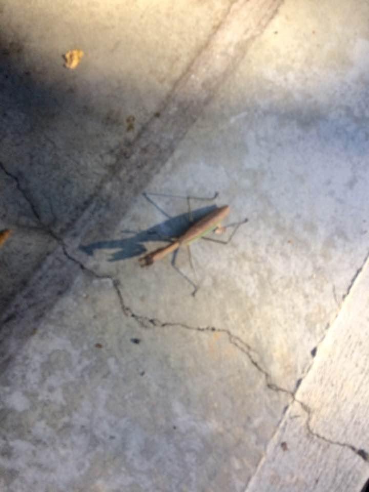 Holy praying mantis (sp)