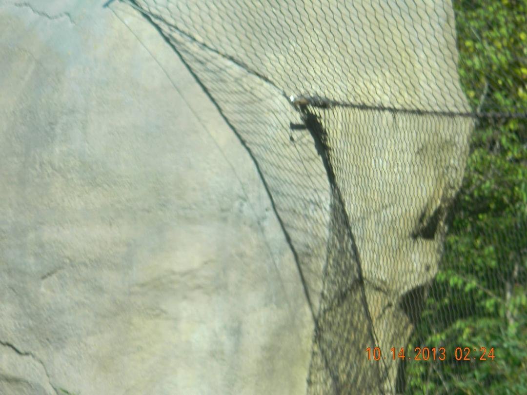Lori Johnson's album, CINCINNATI ZOO