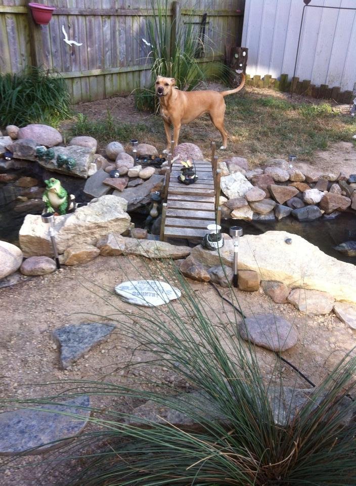 Debbie Ernstberger's album, Family pets