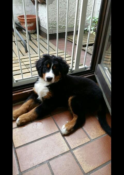 This,photo is of my new baby Bernese Sennen at 4 months,32 pounds,max weight 50 kilos when grown.