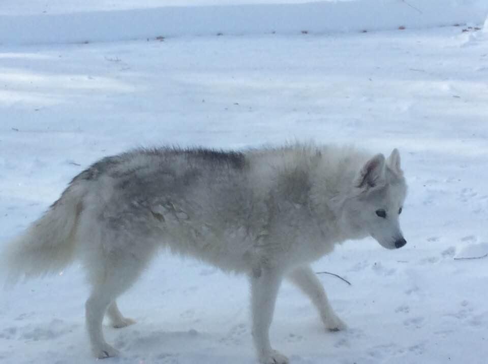 Our dog enjoying the nice weather