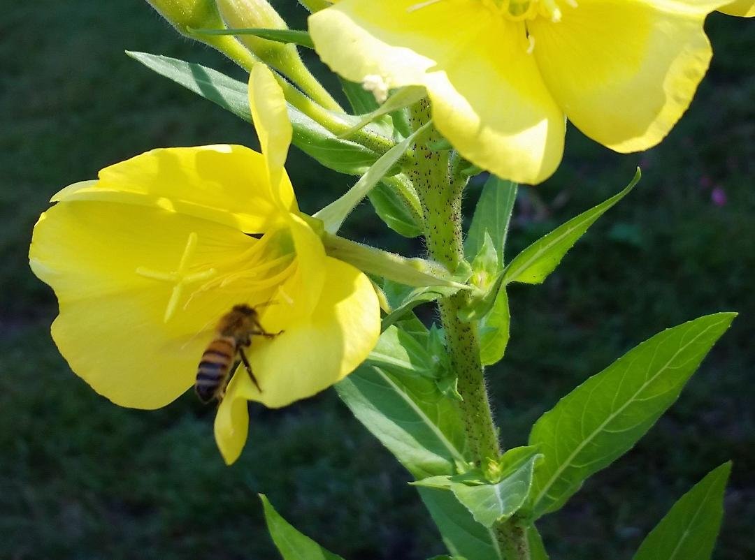 Flower in the front yard