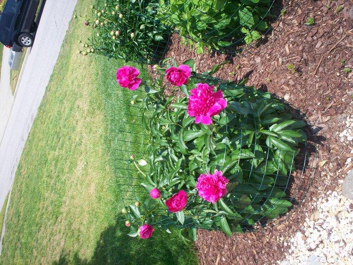 Elizabeth Long's album, Timeline photos