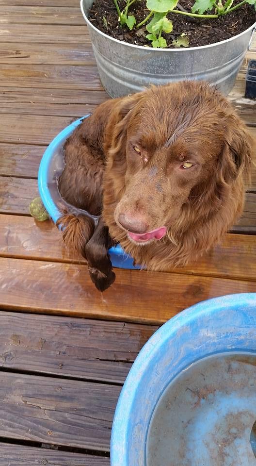 How does your puppy grow?
