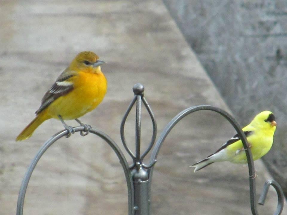 Oriole ...Goldfinch