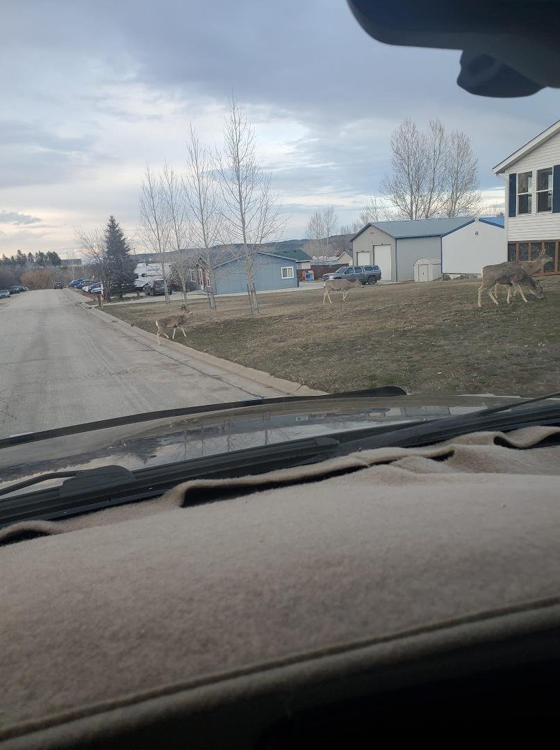 Two turns from the house. They come visit sometimes.