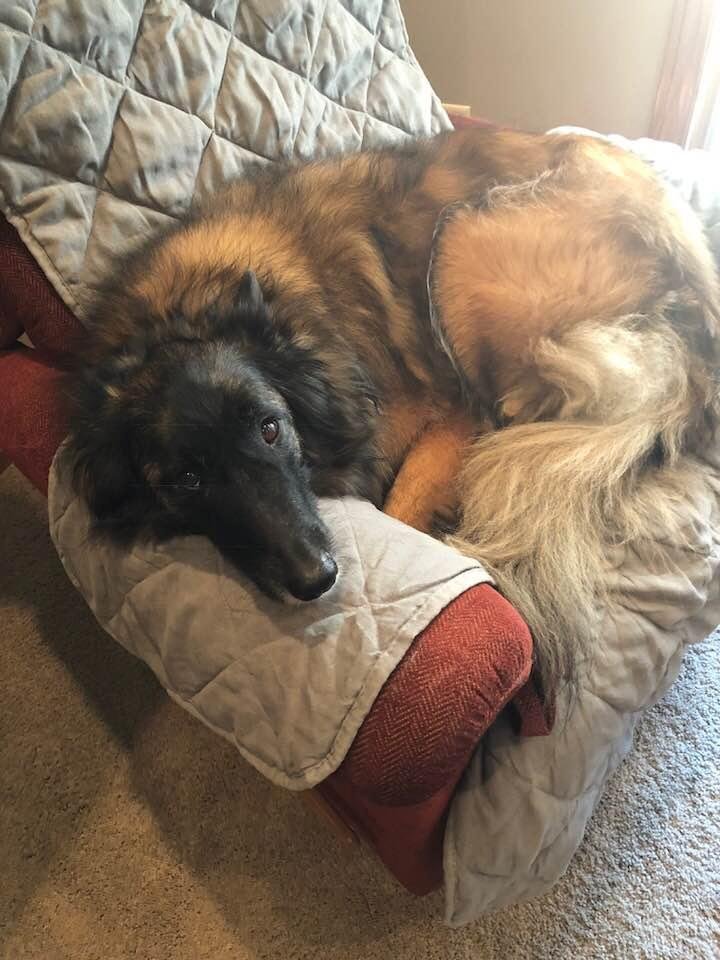 Happy 7th Birthday MOLLY!!!