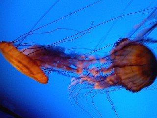 Tabitha Hanke's album, birthday trip to the aquarium 2010