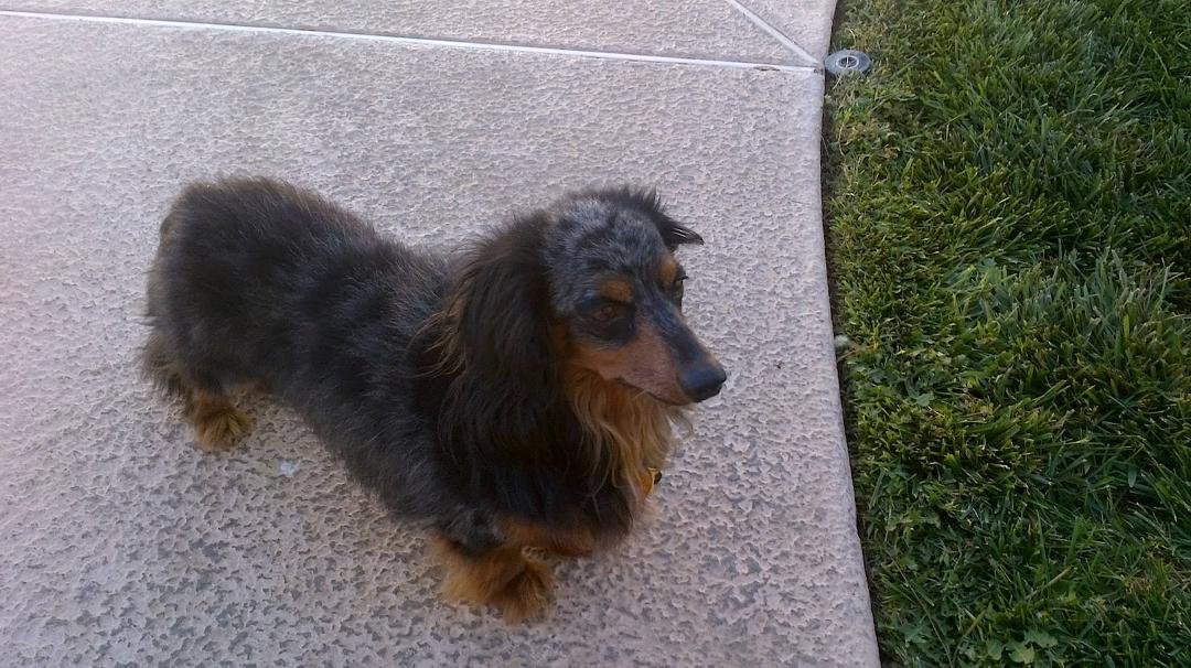 The latest member of our family.  A seven year old rescue named Rocky.