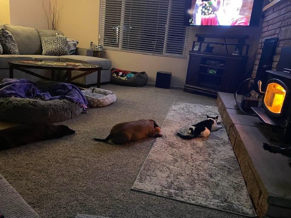 In our house we practice social distancing!!! Trio, Maverick then Gracee!!! Well done kids!!!😻