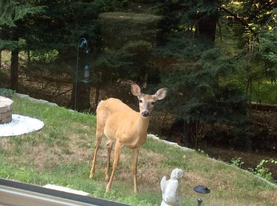 Mama deer and her little Bambi visited at dinner time today. She was right under my kitchen window. The fawn was down the hill a little ways and hidden from view. We really enjoy watching them...except when they are eati