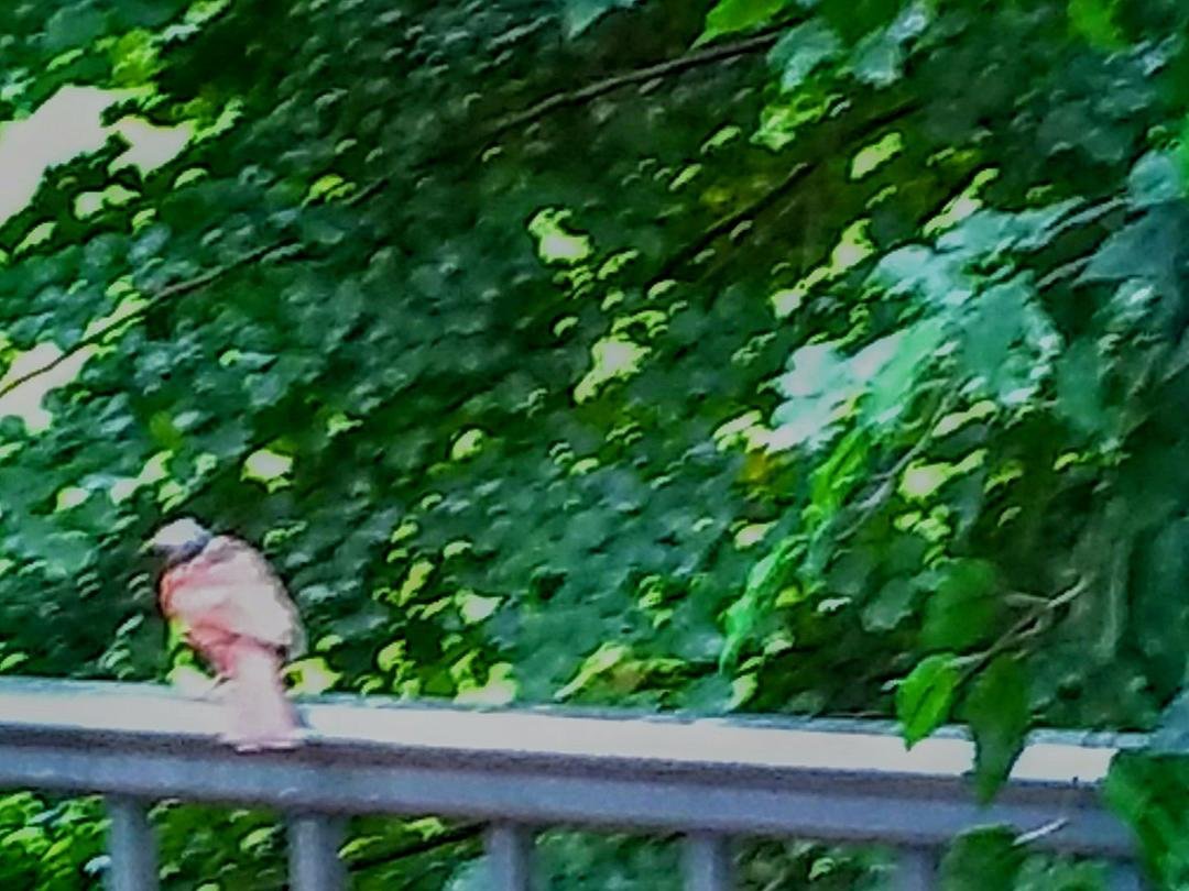 Finally..a red cardinal today!