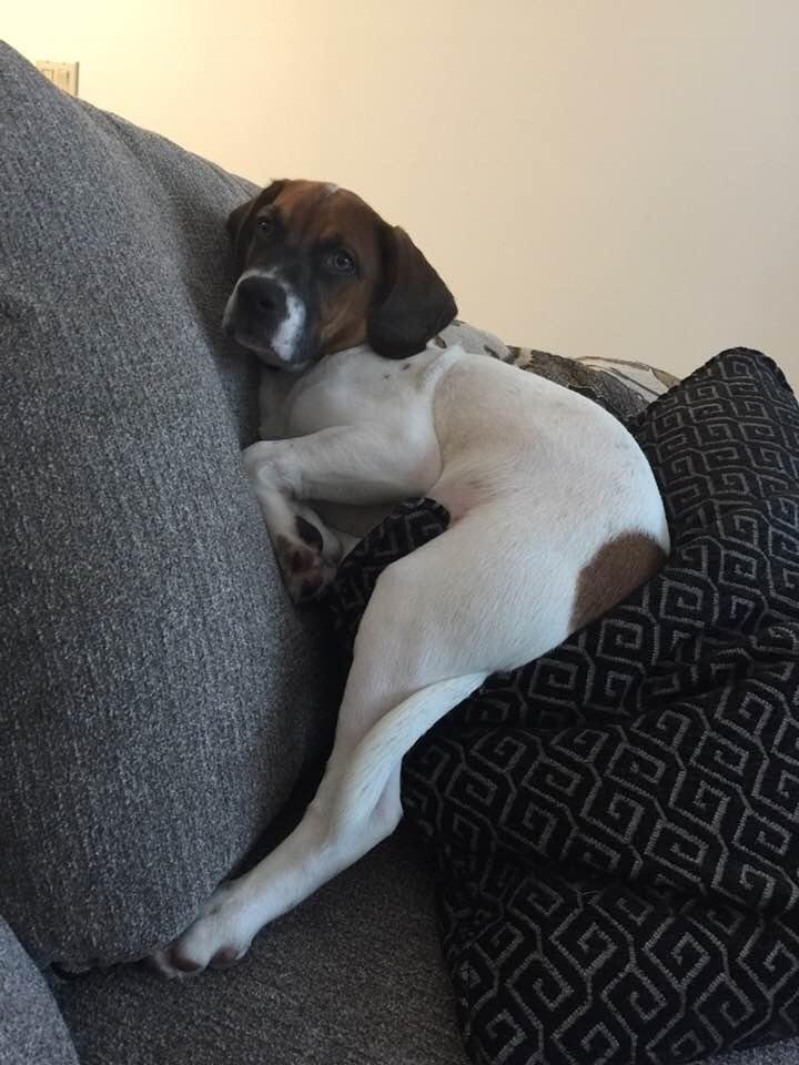 Finn has found his favorite spot