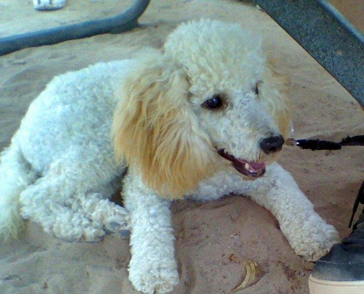 I know this sounds bad, but trying to find a dog to mate with my med sized poodle so she can have 1 litter before I have her fixed and all the males she's been around have been too small...ah, so is life,lol.
