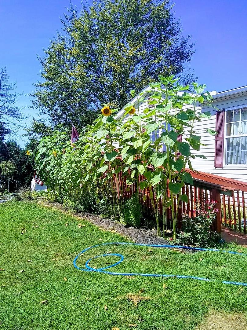 Too much fertilizer??