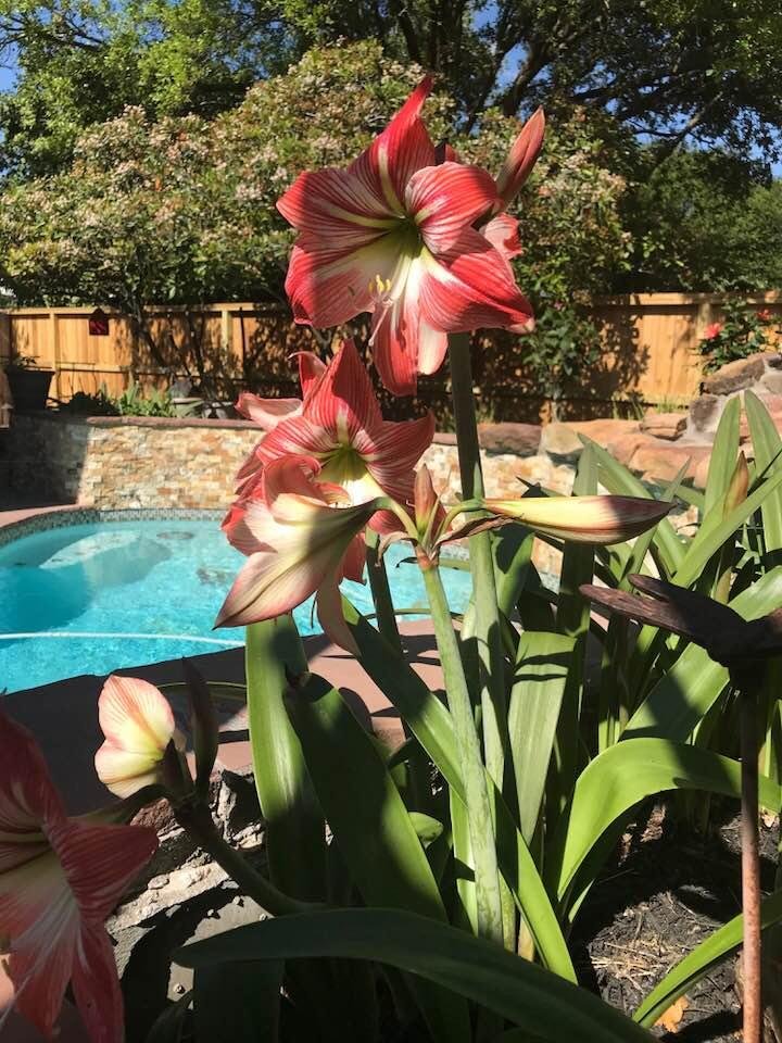 First amaryllis of the Spring. There’ll be more....
