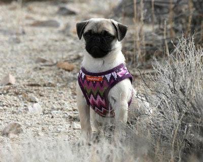 Went out Geo cacheing yesterday & took Pebbles she really enjoyed it untill she got tired