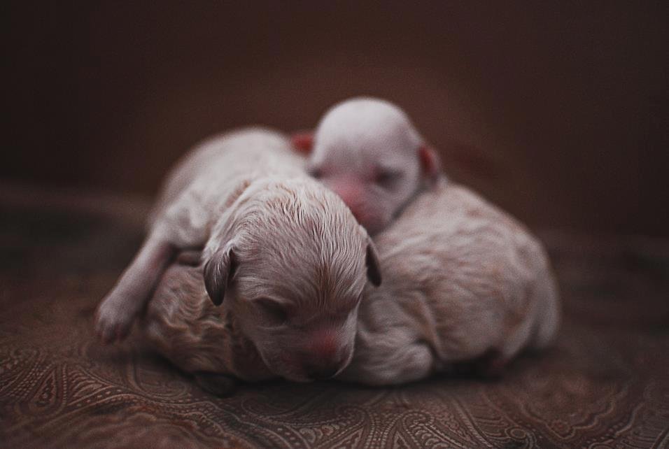 here is athenas babies