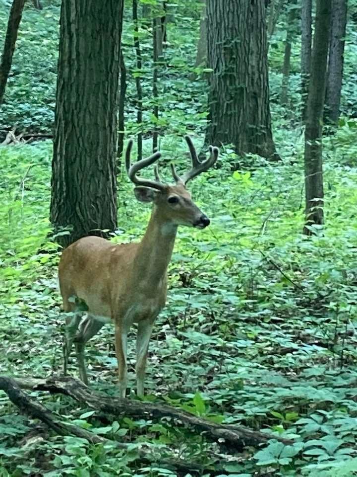 On my walk woods near golf course