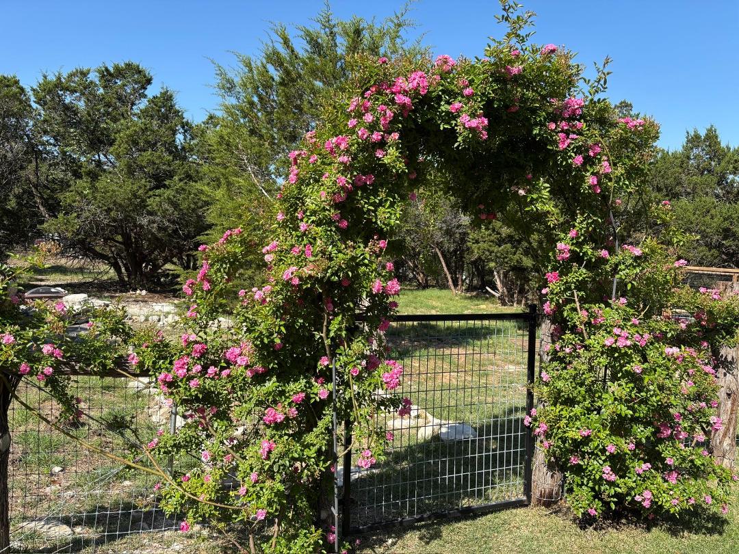 Our beautiful Peggy Martin roses! No fragrance but beautiful!
