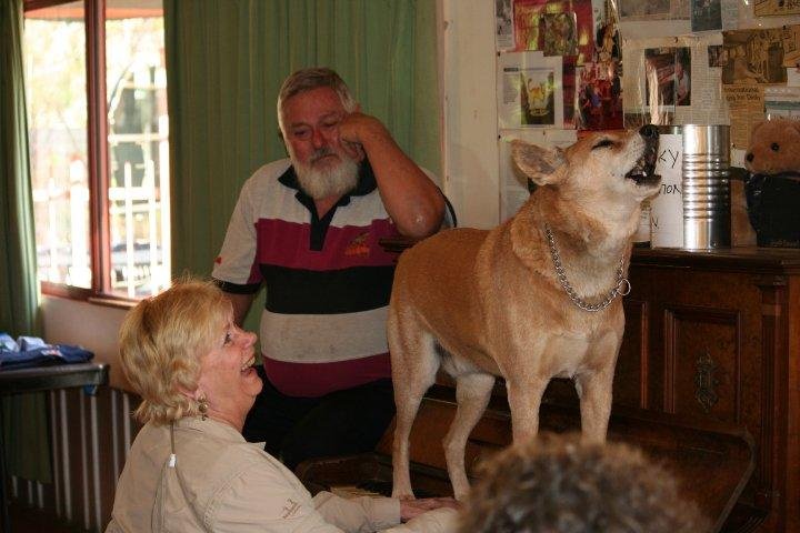 The bigger story was that the man in the striped shirt raised this abandoned dingo (wild dog) from a pup. The subplot is that the dingo (named Dinky) sings on key to the piano music our fellow traveller played. Dinky is a