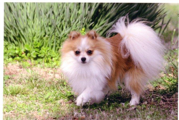 Arthur Pendragon at the in-laws running wild. 4 lbs of fluff.