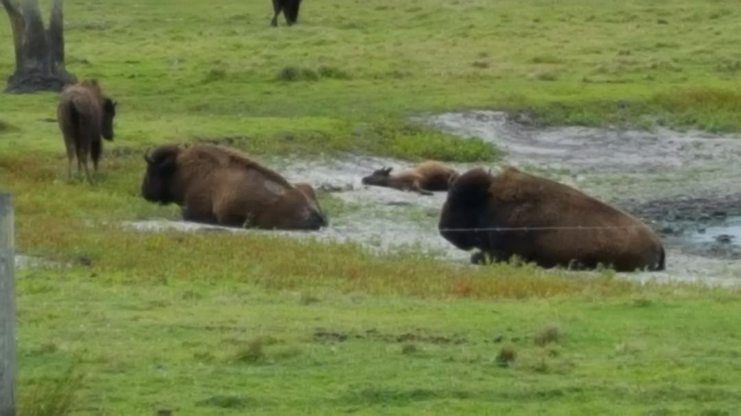 where the buffalo roam.