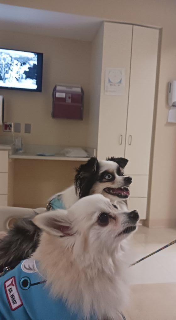 Therapy dogs that came in my room at hospital and got on my bed and laid against me so I could pet them. They really helped me.