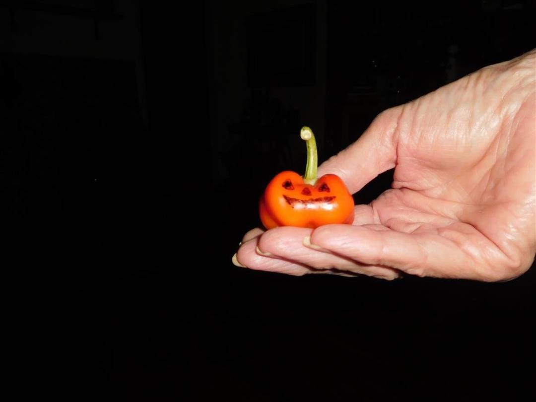 What do you think of our Holloween decorations?