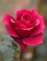 Happy.Birthday Karen. I miss you.