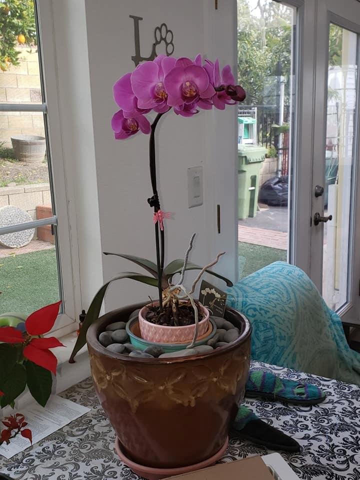 Susan Dowding's album, Mobile Uploads
