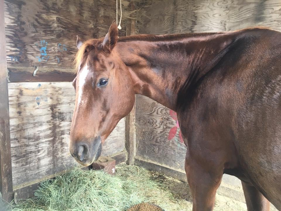 Apples and carrots hidden in her stall. It's like Easter egg hunting