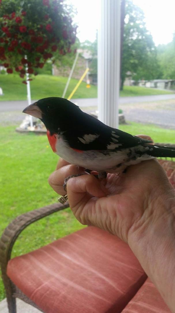 One of the birds that migrate through here. They only stay 2 to 3 weeks then head further north. Groosebeaks