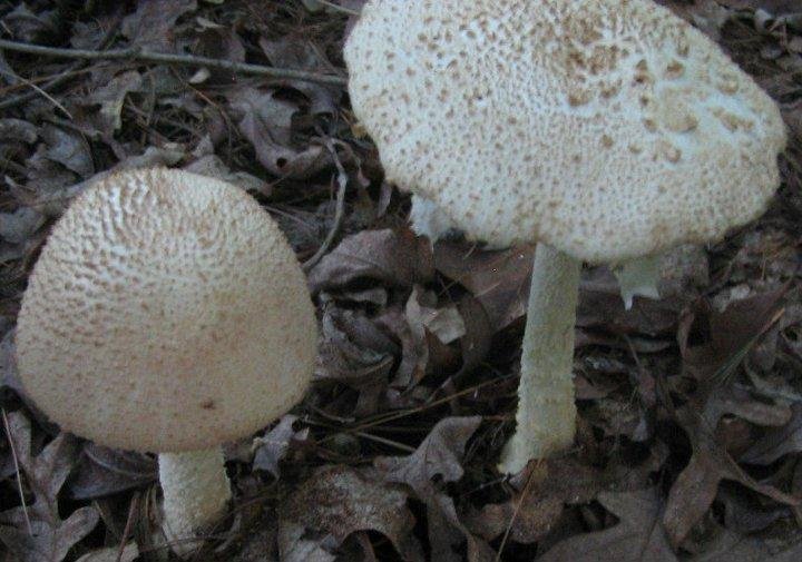 Fungi.  Photo taken June 24, 2011.