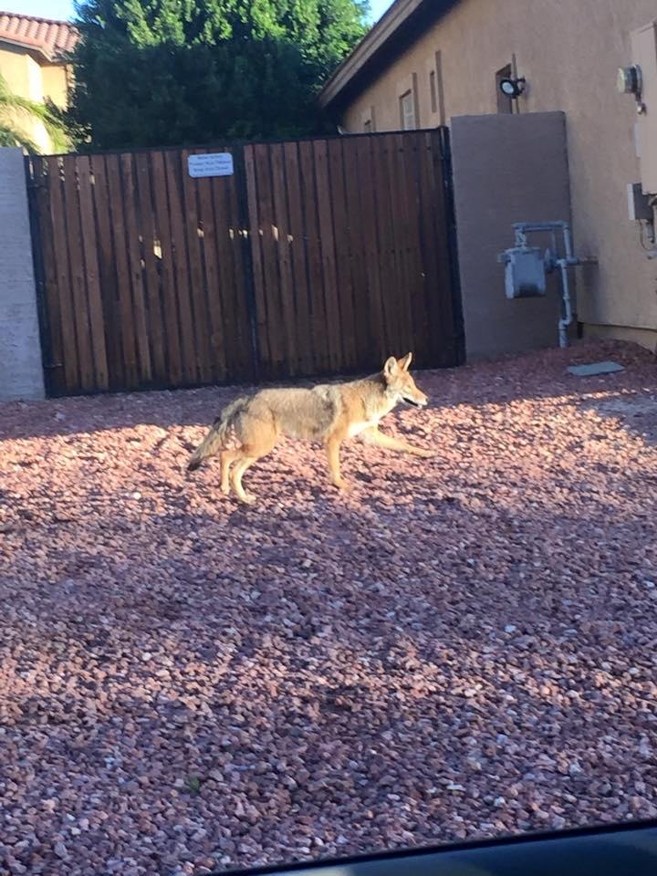 The coyote is back, I hope he stays out of my backyard and leaves my dogs alone.