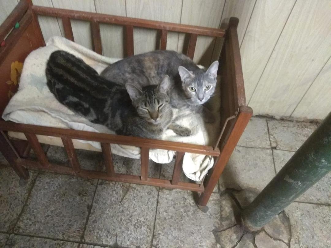 Awww,old doll bed made for them!