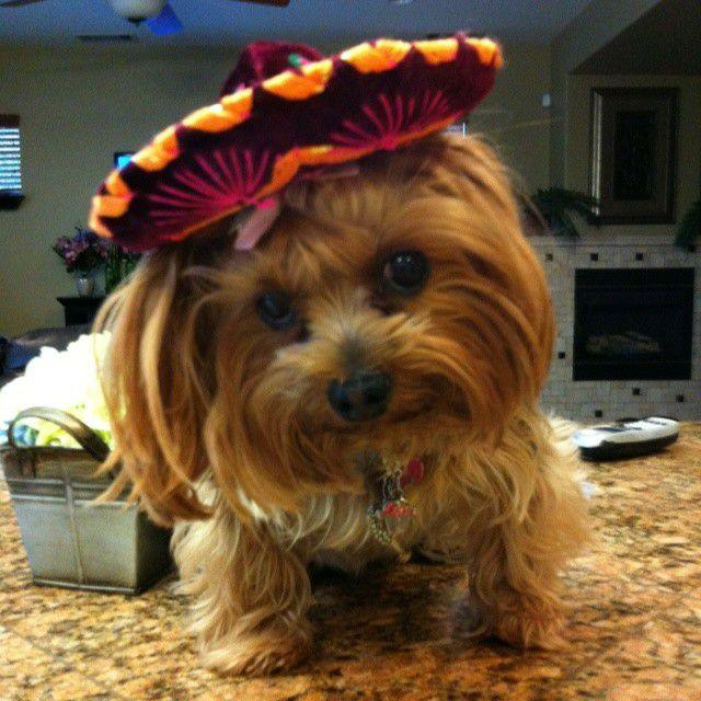 Jake Blazsek's album, Mobile uploads