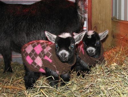 Twins
