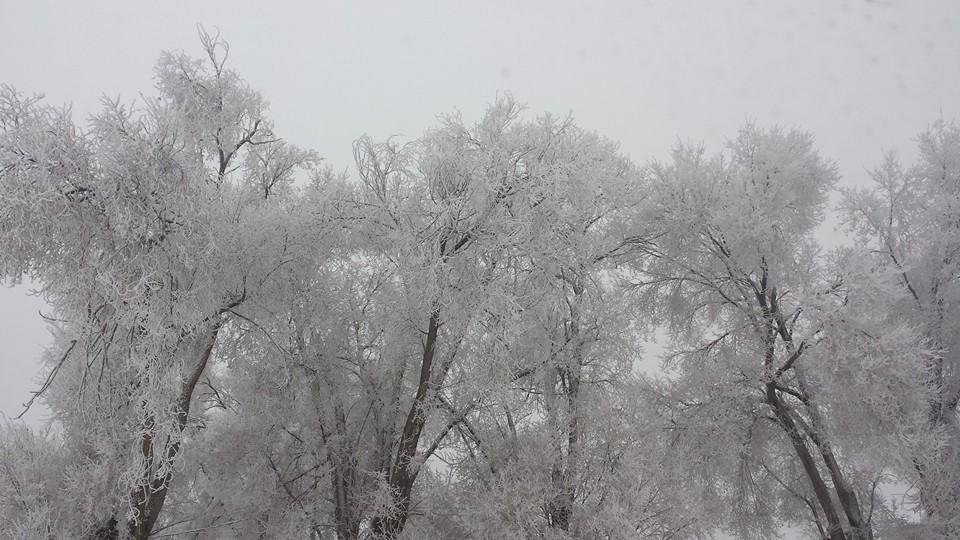 In my neighborhood yesterday morning. This is NOT a black & white photo.