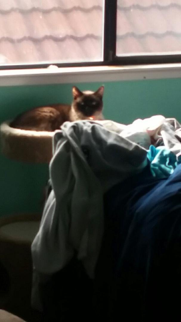Mary here.
Coco has a bedroom all to herself. Mike and I take turns sleeping with her. Working our way up to letting her out with my other cats and dog.