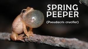 Two warm days and the peepers are out!