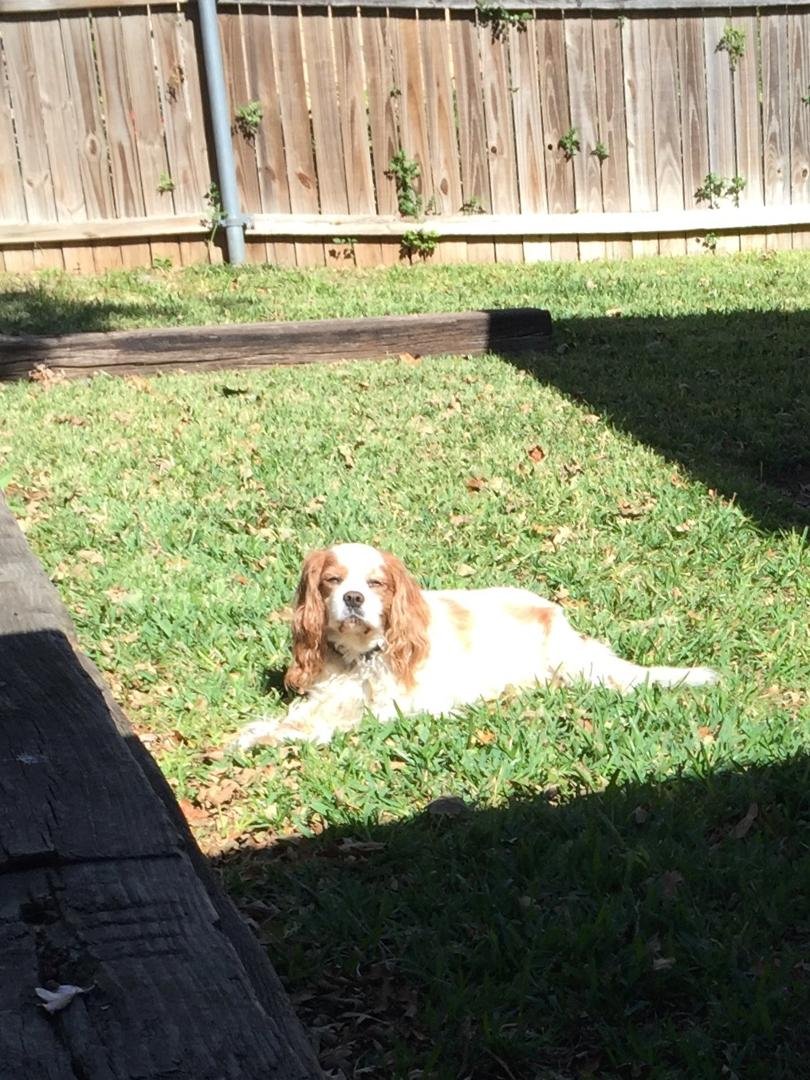 My little guy is now diabetic