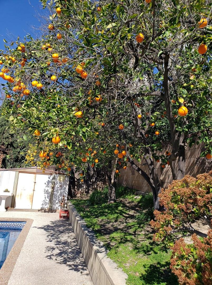 The sun ☀️ is out. All the citrus trees are starting to bloom. Outside smells like a spring wedding. Yum. 🎂🥂 🐶🌹❤