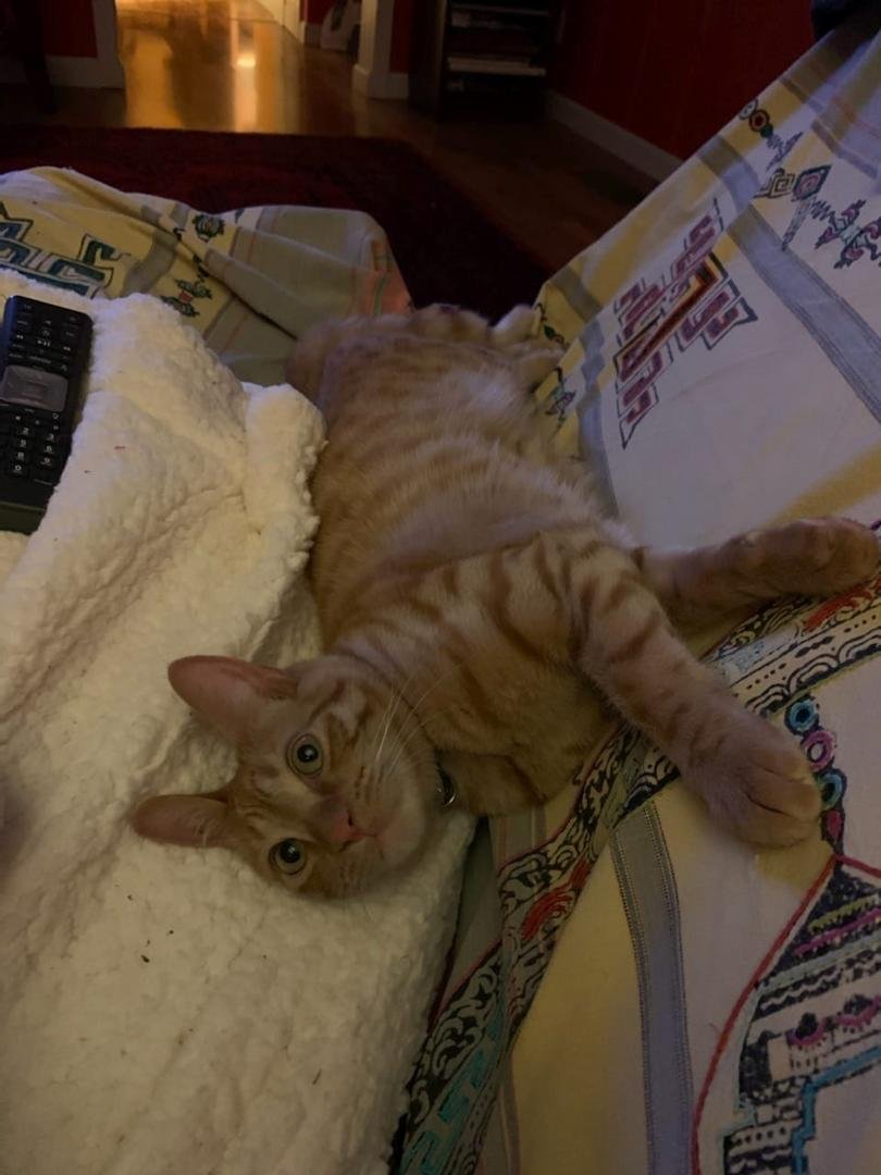 Please Great Spirit show our kitty Pumpkin his way back home. Mommy has some treats waiting and many kisses and hugs for you. And Daddy can wipe away his tears...xo
..