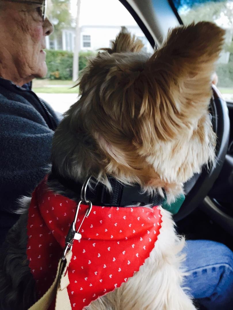 Winston is going by by. Just sits in his little seat and makes sure Ron is going the right way