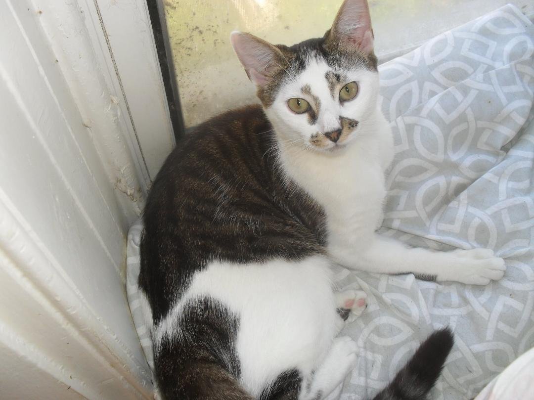 This is birthday month for Juno. I don't know exact date, it was June though and one year ago, hence the name Juno. He is a treasure, reminds me of me when I was that age. He is a cat that likes people. Lots of kitten in hi