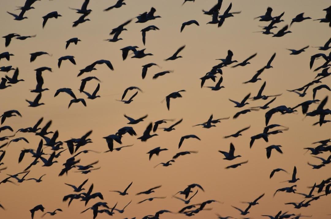 The Ranger said there were about 45,000 geese, and also swans too numerous for me to count, a hawk, 2 eagles, and about 12 Great Blue Herons. There is a rockery with herons flying all over. What a site! Middle Creek Wild