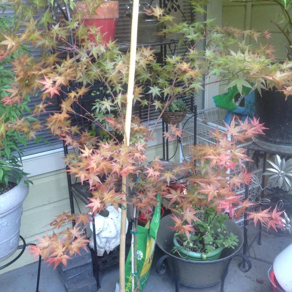I'm just in awh, one of these maples came out red and now changing to a beautiful red/green color.  Amazing how beautiful these trees are.