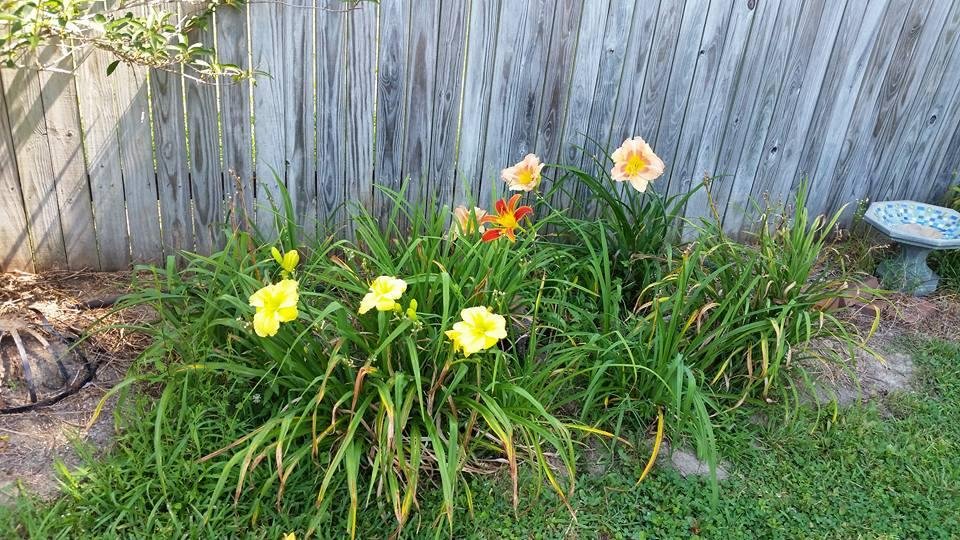 Tony Sweany's album, Mobile Uploads